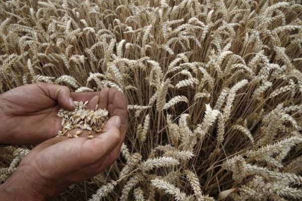 В Казахстане вводится ограничение на экспорт пшеницы и муки