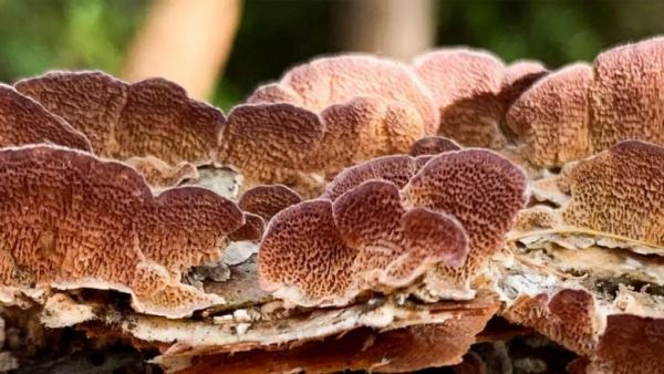 Европейские микологи нашли гриб, у которого 17 тысяч полов
