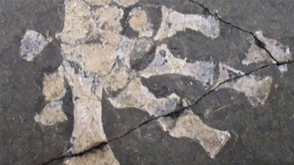 Палеонтологи обнаружили предшественника рептилий, похожего на ящерицу