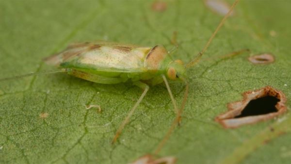 Российские энтомологи создали нейросеть для поиска насекомых-вредителей