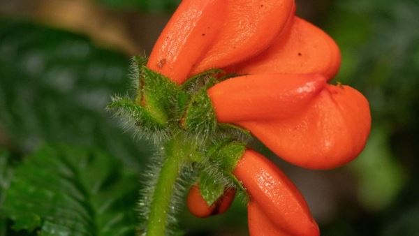 В Эквадоре обнаружили цветок, считавшийся вымершим 40 лет назад