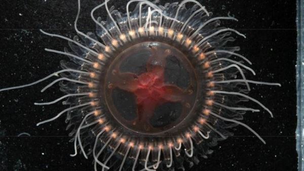 Зоологи описали новый вид глубоководных корономедуз