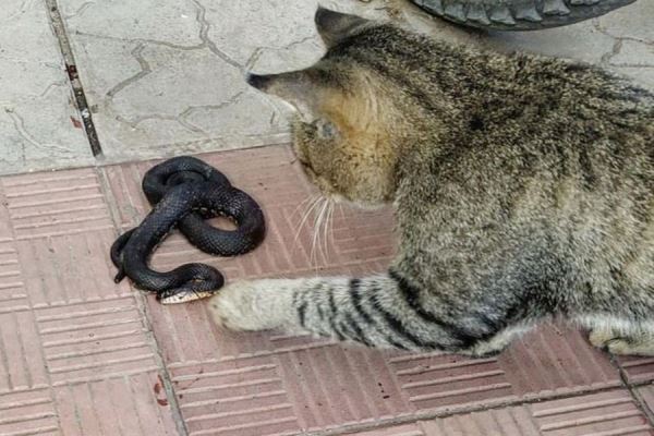 Ядовитую змею нашли на детской площадке в Москве 