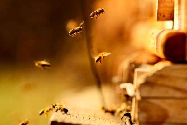 «Каждую пчелу чипировать?»: депутат Гартунг осудил законопроект о маркировке животных 