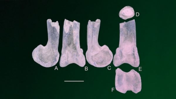 В нижнемеловых отложениях Сибири впервые нашли кость птерозавра